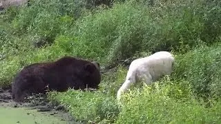 Documentary National Geographic WildLife Animals Grizzly Bear Vs Wolf - The Best Documentary Ever