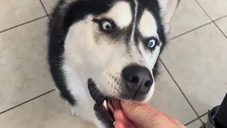 Husky Costco Delight