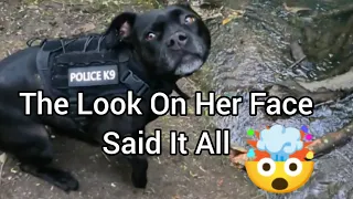 Retired Police K9 Makes A Shocking Discovery 🤯