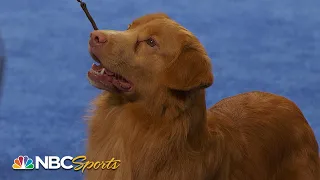 National Dog Show 2023: Sporting Group (Full Judging) | NBC Sports