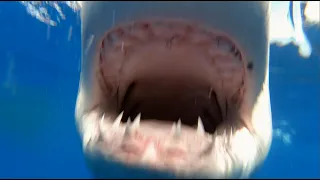 Great White Shark surprises cameraman, Part 4, yes another chomp