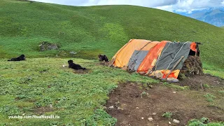 Nepali Mountain Village Life | Nepal | Sheep Shepherd Life in Nepal |ep-3 |Real Nepali Life🇳🇵