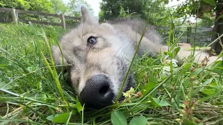 Shh... Don't Wake Up Silas the Wolf Pup 🐺