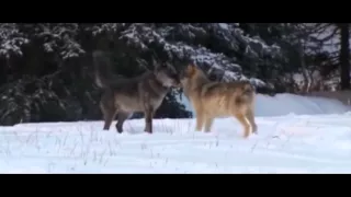 А.Поручикъ - Подруга Волчица