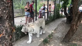 Много тигров в Тайгане, но этот особенный! A white tiger named Raja. Taigan