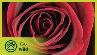 Rose - Queen of Flowers - Go Wild