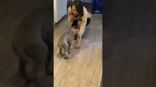 This 8 Week Old Weimaraner Is So Clever!!!