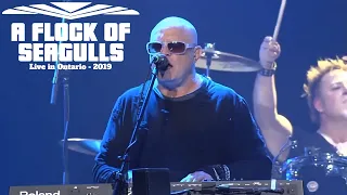A Flock Of Seagulls - The More You Live The More You Love - Live in Ontario 2019 Video HD