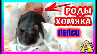 ХОМЯК Пепси РОЖАЕТ / РОДЫ Хомки от Начала до Конца / ЧТО С ХОМЯЧОНКОМ? / Alisa Easy Pets