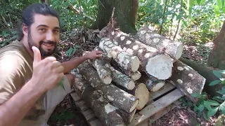Mutirão de plantio de cogumelo Shiitake em toras de mangueira