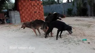 mrblaze1711 #030 | Thai street Dogs meeting Enjoy a season by rural dogs - Village Dogs Mating