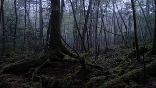 EXPLORING Suicide Forest Aokigahara, Japan ( 青木ヶ原 )