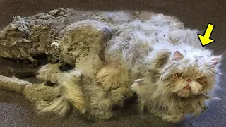 Man Takes In Scary Cat That Has Never Been Washed. You Won't Believe How It Looks Now!