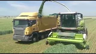 Wheat silage harvesting with ROC RT 1000 merger Israel | Agricultural Technology #agricultural