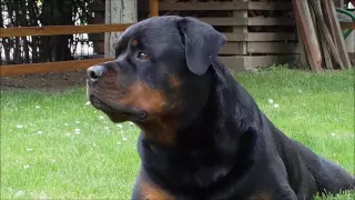 Rottweiler as a guardian