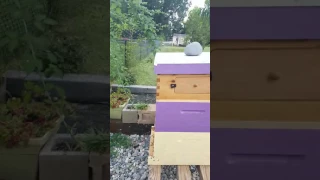 Bee Orientation Flights ! Baby Bees