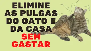 COMO ACABAR COM AS PULGAS DE MANEIRA ECONÔMICA SEM PREJUDICAR O GATO. /Vida de Gato