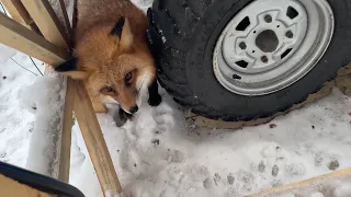 Ли Сяо / Alice the Fox Лиса Алиса (Лиса жалуется на белку, которая отбирает у нее завтрак)