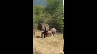 Elephants in Masai Mara, Nairobi, Kenya