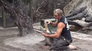 Chris Gillette's Close Call @ Gator Boys Alligator Rescue Holiday Park