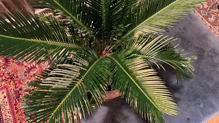 Cold Damage on My Sago Palm