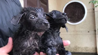 rescue two puppies that were drowned and starved in an abandoned house due to floods