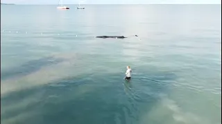 Never Before Seen/Whale On Jamaica Resort Beach