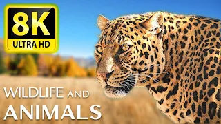 Animals & Wildlife 8K ULTRA HD • Relaxing music and nature sounds 8K TV