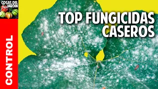 Top 7 fungicidas caseros - Como Cuando y Para Qué utilizarlos