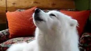 Howling Samoyed