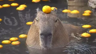 CAPYBARA PULLS UP! (HE HOPS OUT AT THE AFTER PARTY!???!!???!!!?)