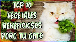 TOP 10 VEGETALES BENEFICIOSOS PARA TU GATO - SiamCatChannel