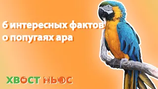 6 интересных фактов о попугае ара