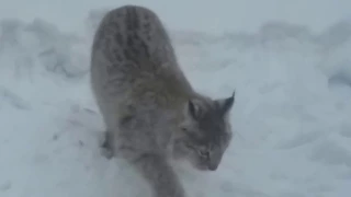 Жители Можги засняли на камеру дикую рысь.