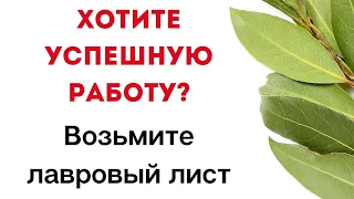 Хотите успешную работу? Возьмите с собой лавровый лист | Магическая Практика