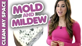 4 Things You Should Know about Mold & Mildew! (Clean My Space)