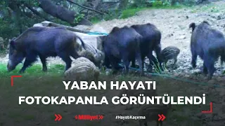 Yaban hayatı fotokapanla görüntülendi