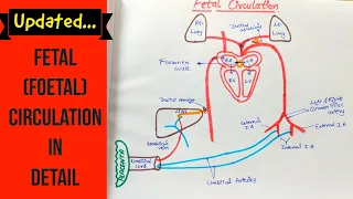 Fetal Circulation - Updated - Anatomy - Easy to draw & understand in Hindi