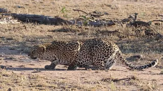 Leopard Hunting Impala | Kruger National Park