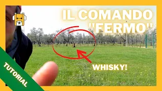 Il comando FERMO - Come insegnarlo al cane - lezione 4