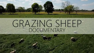 How To Graze Sheep - Documentary