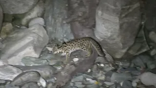 Mainland Leopard Cat Prowling Along the River!