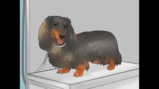 How To Groom a Long haired Dachshund - long haired dachshund grooming