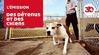 USA : des prisonniers prennent soin de chiens abandonnés