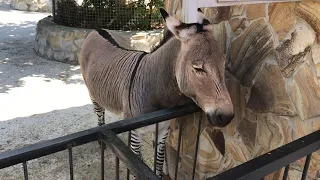 Зеброослик Телеграф требует угощений! Тайган Zebraosslik Telegraph demands treats! Taigan