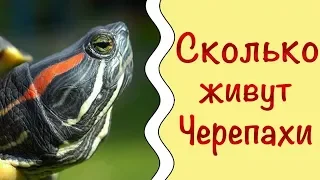 Сколько живут красноухие черепахи | Как продлить жизнь черепахе  | Черепашкин дом