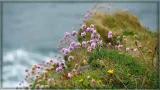 Sarah Calderwood ♡ Wild Mountain Thyme (Will Ye Go Lassie Go) *❀*