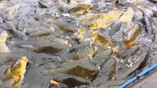 Feeding Carp at Raystown Lake, PA