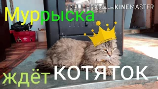 СМЕШНЫЕ КОШКИ       Киска Мурыска ждет котят .