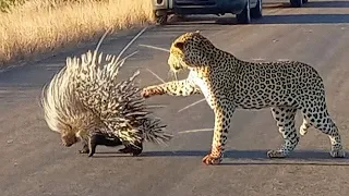 5 Animals Fights You Wouldn’t Believe if Not Filmed